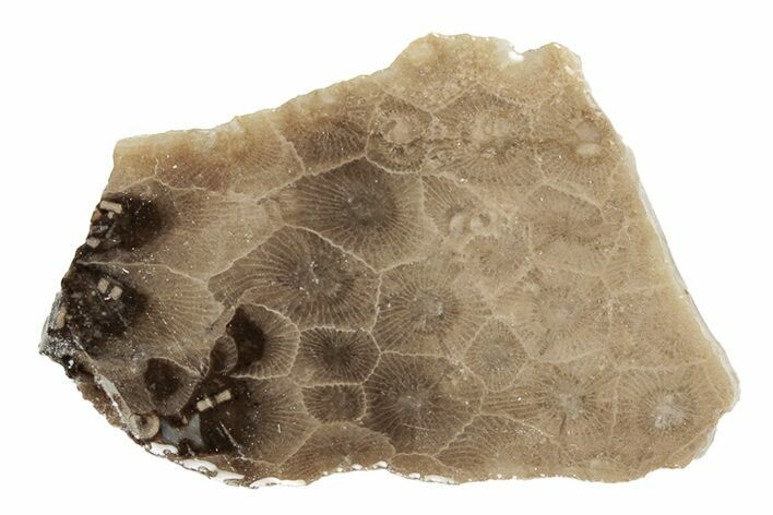 Polished Petoskey Stone (Fossil Coral) Slab - Michigan #204821